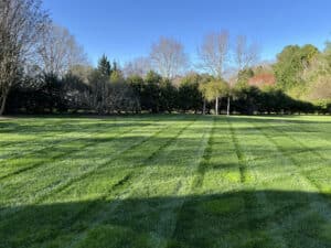 Summer lawn care