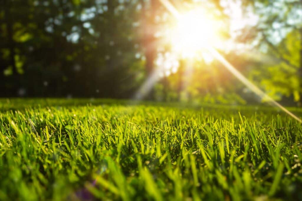 Expert Lawn & Landscape Maintenance for a Beautiful Yard