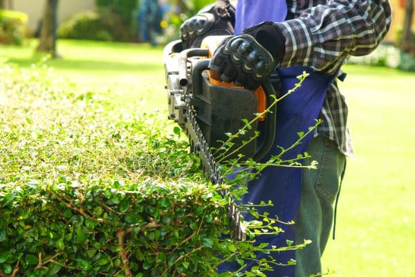 Shrub Pruning Services in Raleigh, NC