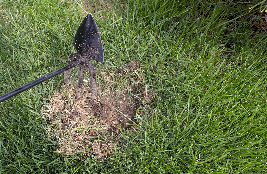 10 Best Practices for Overseeding Your Lawn