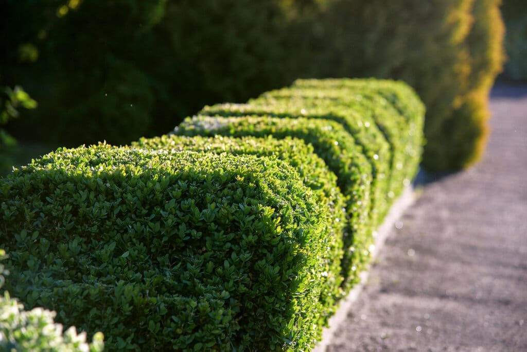 Shrub trimming