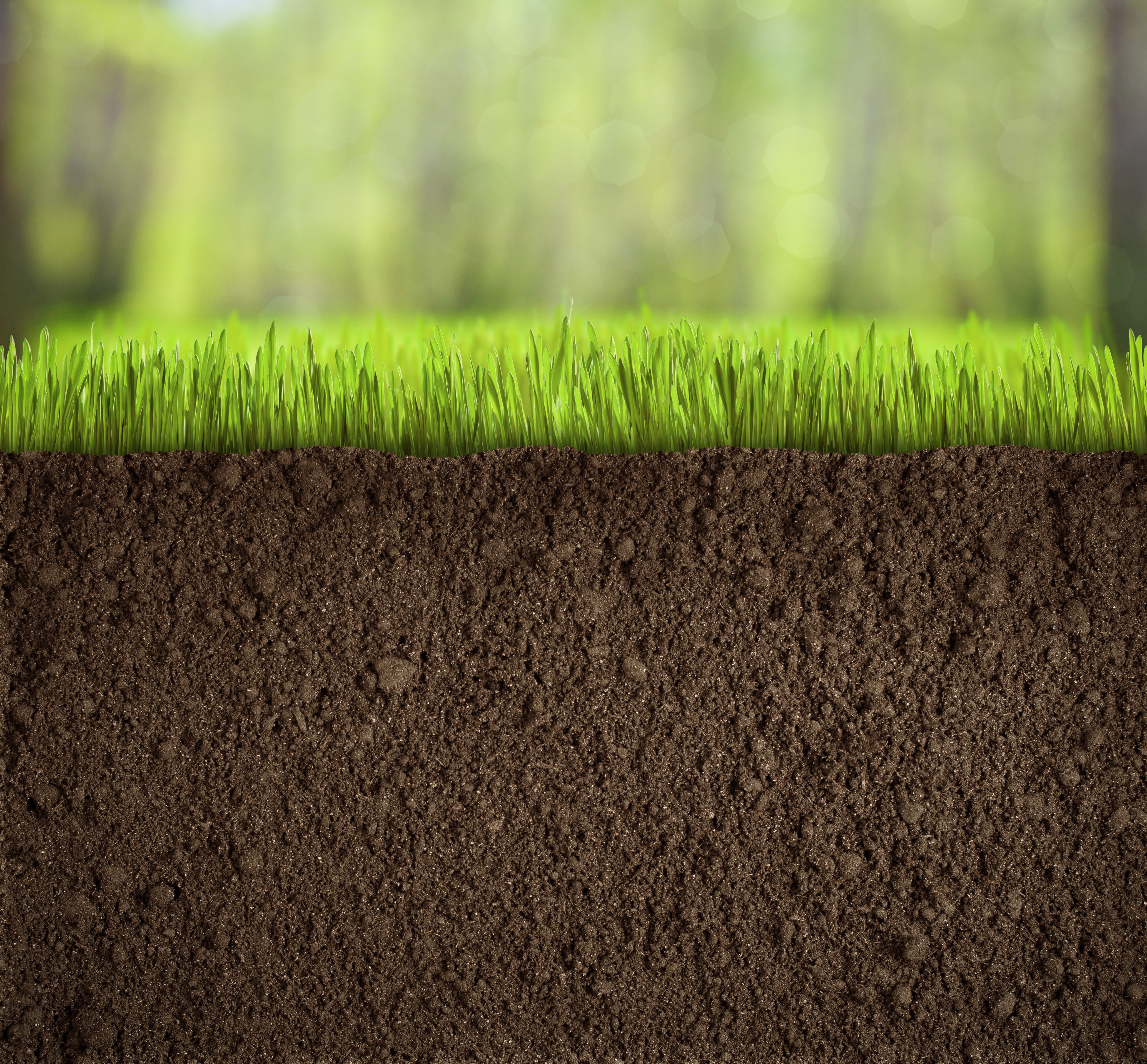 Aerate and Overseed Your Lawn This September